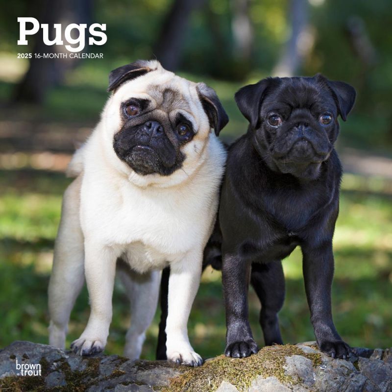 Browntrout Pugs 2025 12 x 12 Wall Calendar