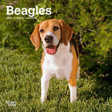 Load image into Gallery viewer, Browntrout Beagles 2025 7 x 7 Mini Calendar
