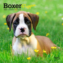 Load image into Gallery viewer, Browntrout Boxer Puppies 2025 7 x 7 Mini Calendar
