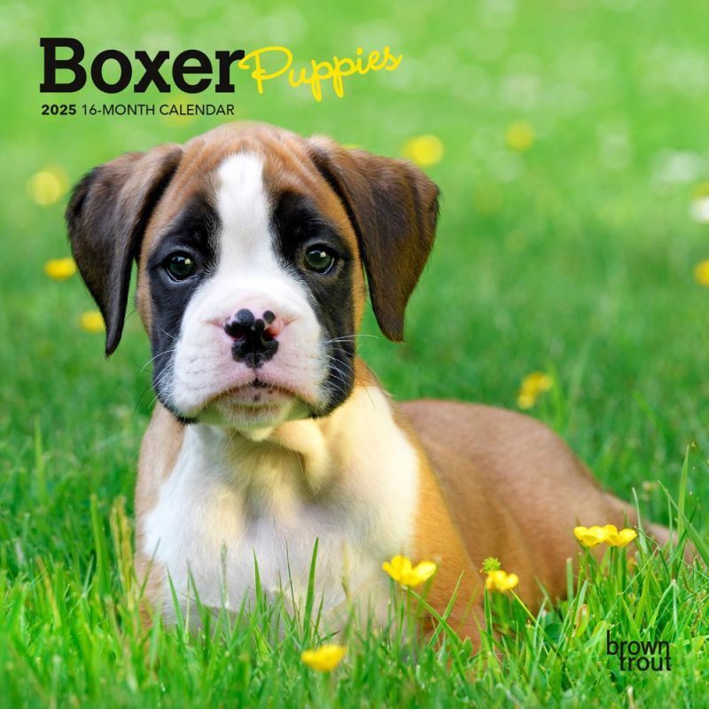 Browntrout Boxer Puppies 2025 7 x 7 Mini Calendar