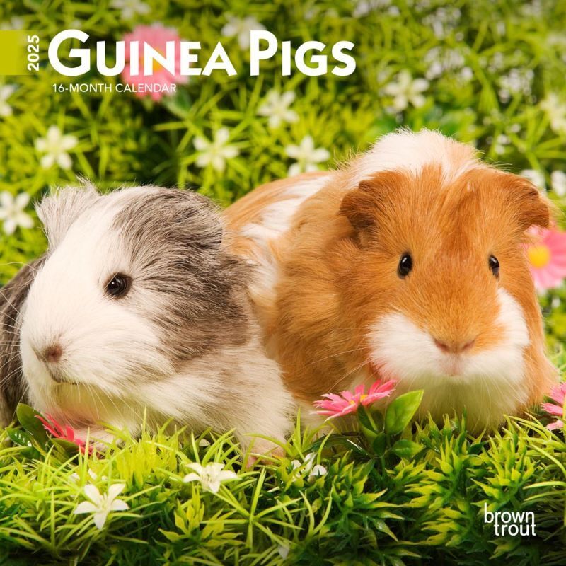 Browntrout Guinea Pigs 2025 7 x 7 Mini Calendar