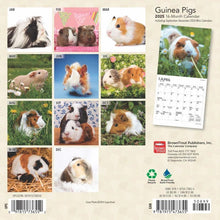 Load image into Gallery viewer, Browntrout Guinea Pigs 2025 7 x 7 Mini Calendar
