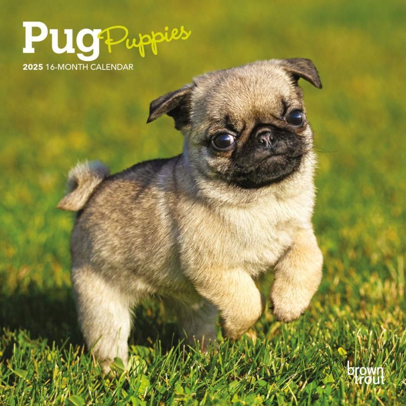 Browntrout Pug Puppies 2025 7 x 7 Mini Calendar