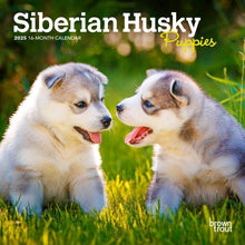 Load image into Gallery viewer, Browntrout Siberian Husky Puppies 2025 7 x 7 Mini Calendar
