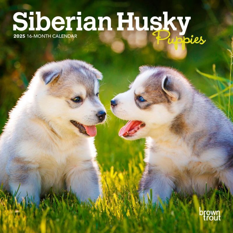 Browntrout Siberian Husky Puppies 2025 7 x 7 Mini Calendar