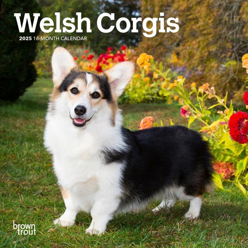 Browntrout Welsh Corgis 2025 7 x 7 Mini Calendar