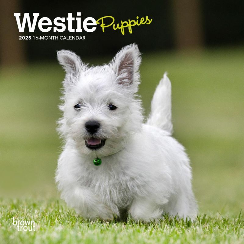 Browntrout West Highland White Terrier Puppies 2025 7 x 7 Mini Calendar