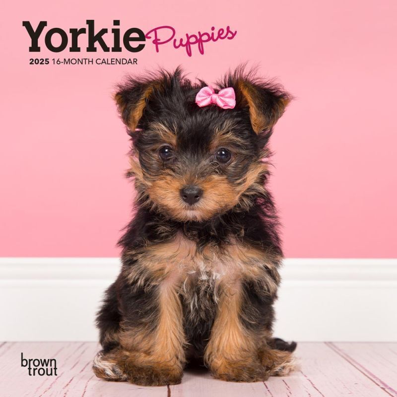 Browntrout Yorkshire Terrier Puppies 2025 7 x 7 Mini Calendar