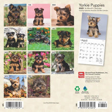 Load image into Gallery viewer, Browntrout Yorkshire Terrier Puppies 2025 7 x 7 Mini Calendar
