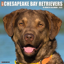 Load image into Gallery viewer, Willow Creek Chesapeake Bay Retrievers 2025 12 x 12 Wall Calendar
