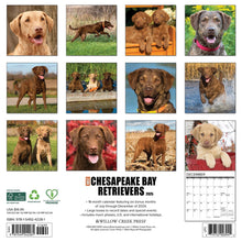 Load image into Gallery viewer, Willow Creek Chesapeake Bay Retrievers 2025 12 x 12 Wall Calendar
