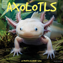 Load image into Gallery viewer, Willow Creek Axolotls 2026 12&quot; x 12&quot; Wall Calendar
