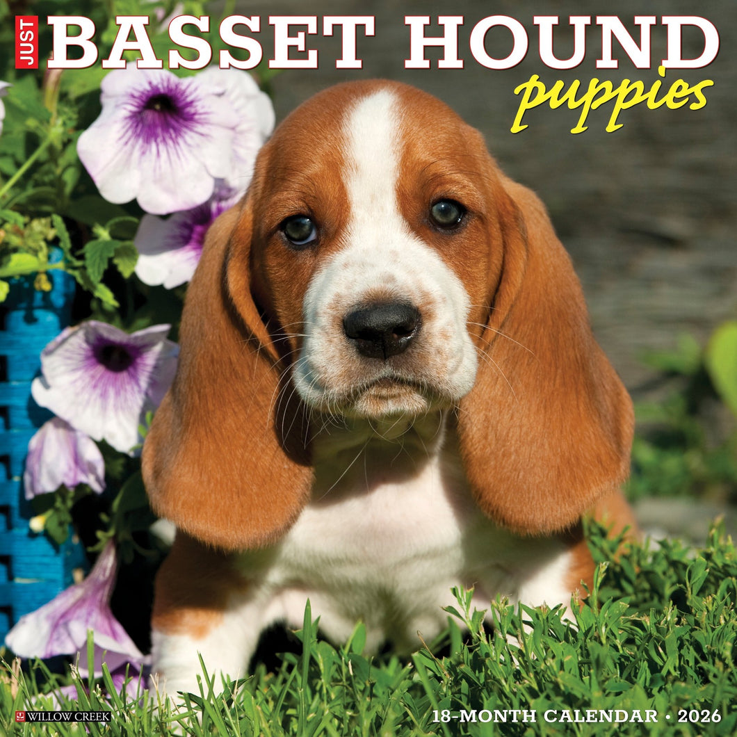 Willow Creek Basset Hound Puppies 2026 12