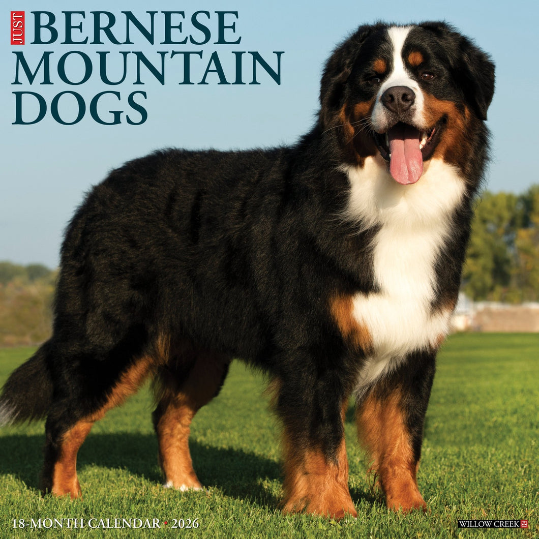 Willow Creek Bernese Mountain Dogs 2026 12