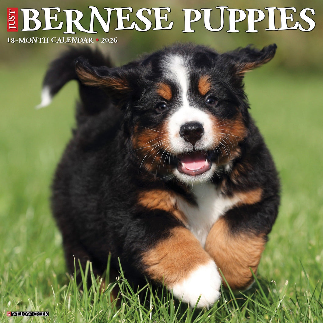 Willow Creek Bernese Mountain Puppies 2026 12