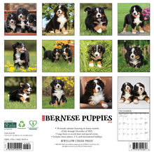 Load image into Gallery viewer, Willow Creek Bernese Mountain Puppies 2026 12&quot; x 12&quot; Wall Calendar
