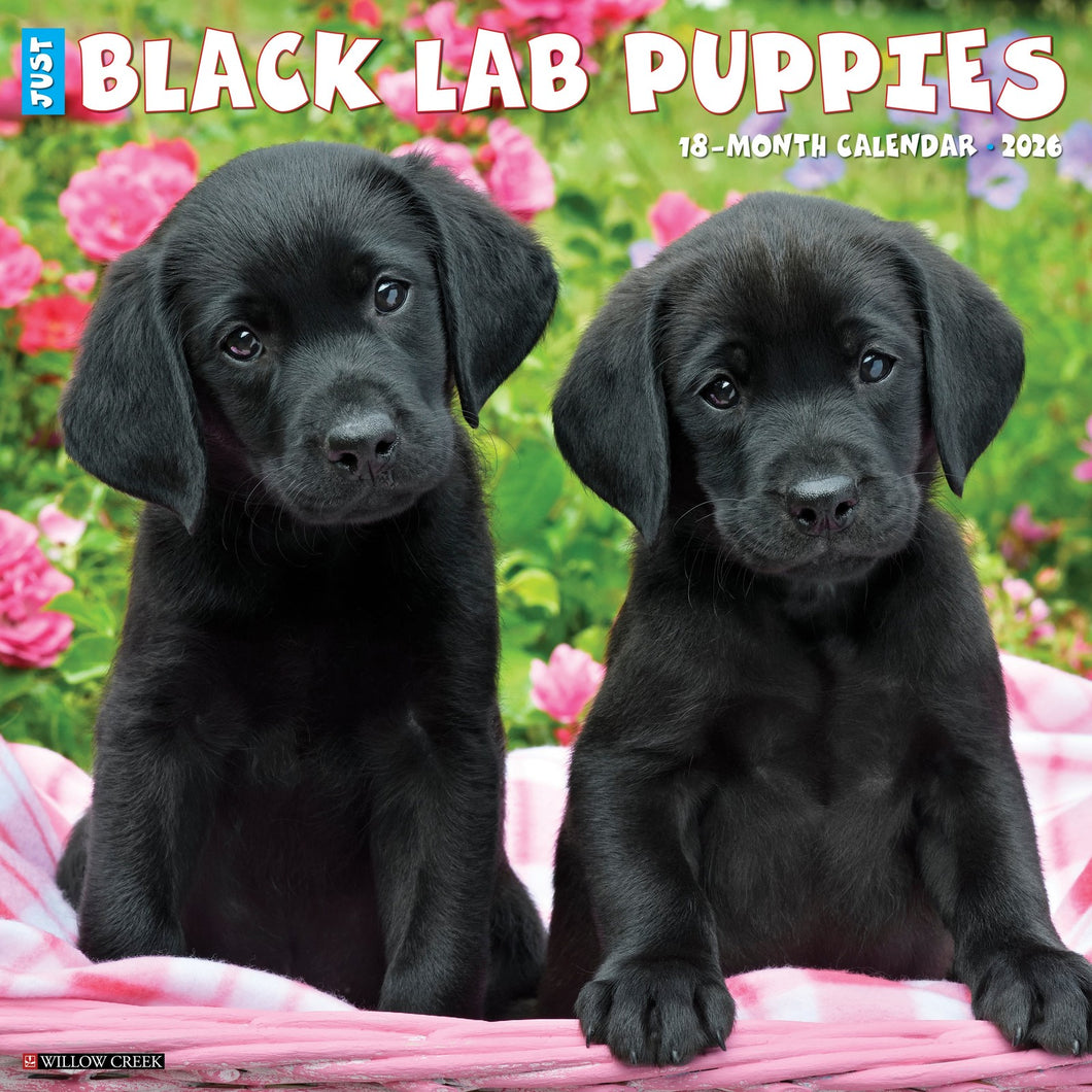 Willow Creek Black Lab Puppies 2026 12