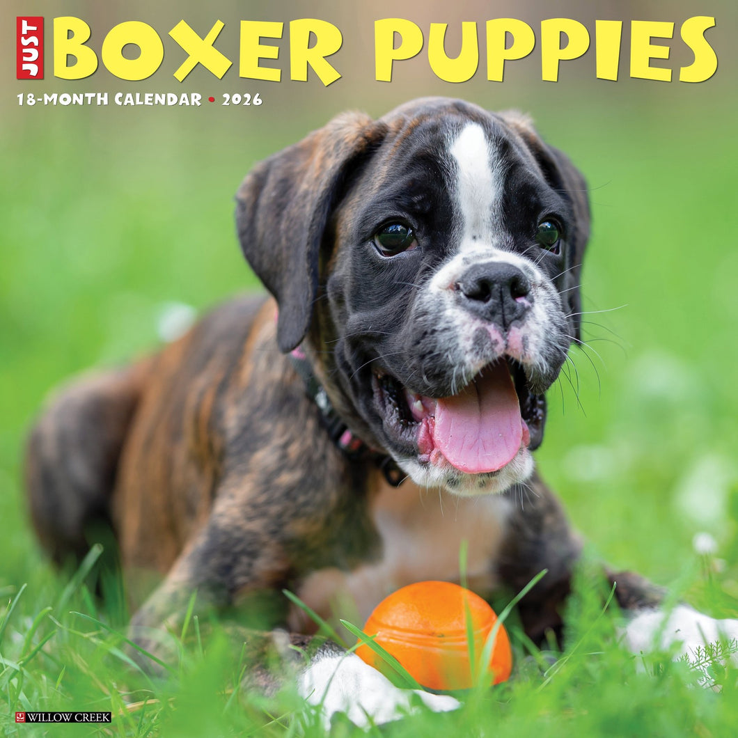 Willow Creek Boxer Puppies 2026 12
