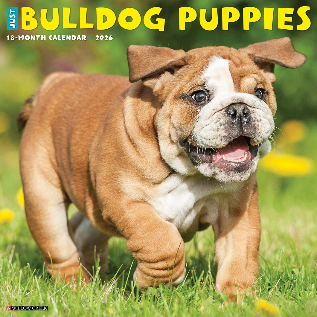 Willow Creek Bulldog Puppies 2026 12
