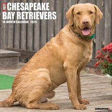 Load image into Gallery viewer, Willow Creek Chesapeake Bay Retrievers 2026 12&quot; x 12&quot; Wall Calendar
