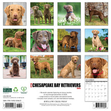Load image into Gallery viewer, Willow Creek Chesapeake Bay Retrievers 2026 12&quot; x 12&quot; Wall Calendar

