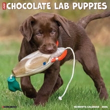 Load image into Gallery viewer, Willow Creek Chocolate Lab Puppies 2026 12&quot; x 12&quot; Wall Calendar
