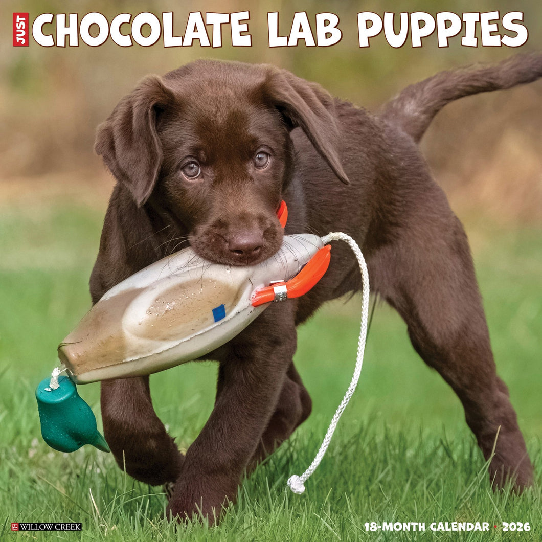Willow Creek Chocolate Lab Puppies 2026 12