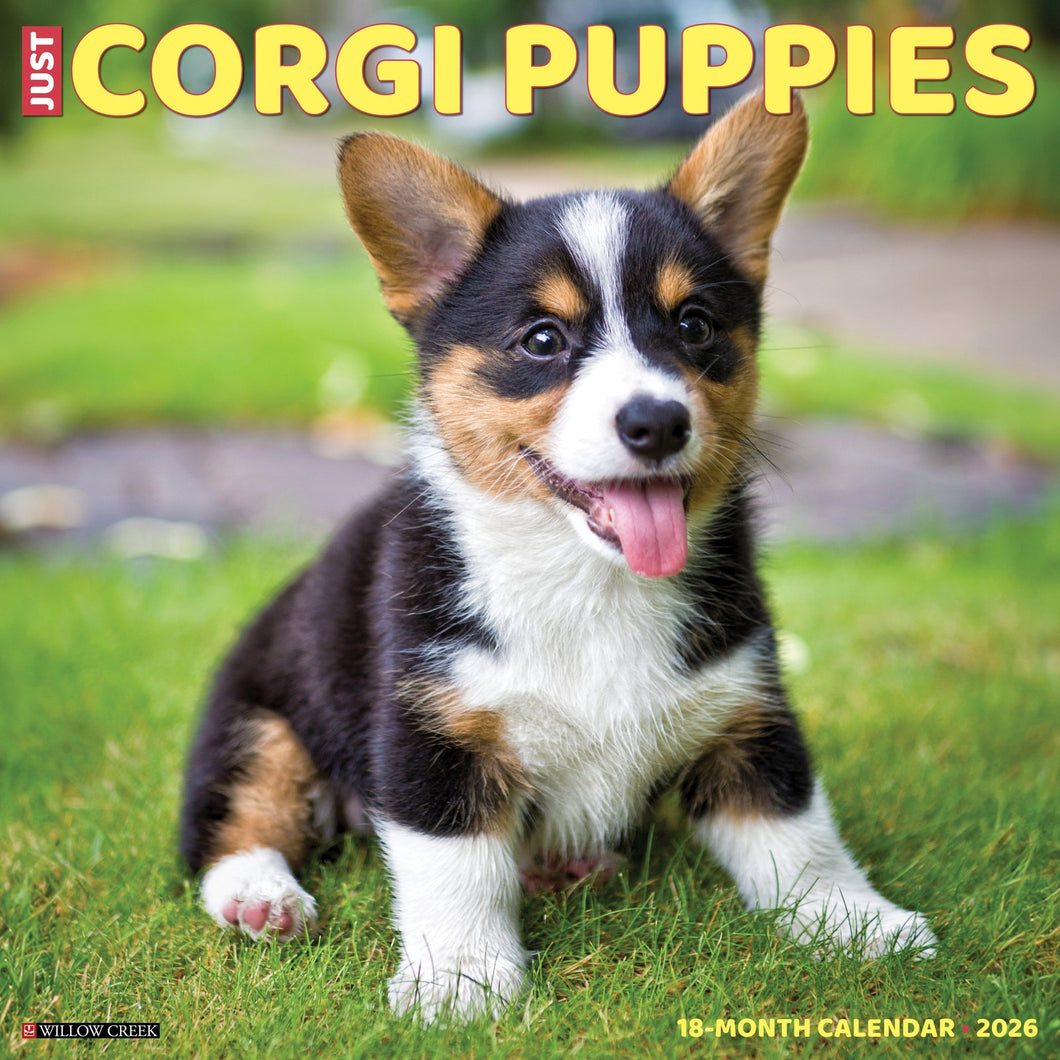 Willow Creek Corgi Puppies 2026 12