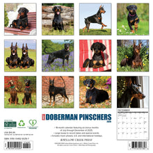 Load image into Gallery viewer, Willow Creek Doberman Pinschers 2026 12&quot; x 12&quot; Wall Calendar
