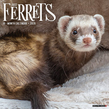 Load image into Gallery viewer, Willow Creek Ferrets 2026 12&quot; x 12&quot; Wall Calendar

