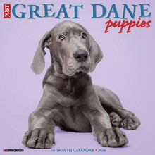 Load image into Gallery viewer, Willow Creek Great Dane Puppies 2026 12&quot; x 12&quot; Wall Calendar
