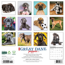 Load image into Gallery viewer, Willow Creek Great Dane Puppies 2026 12&quot; x 12&quot; Wall Calendar
