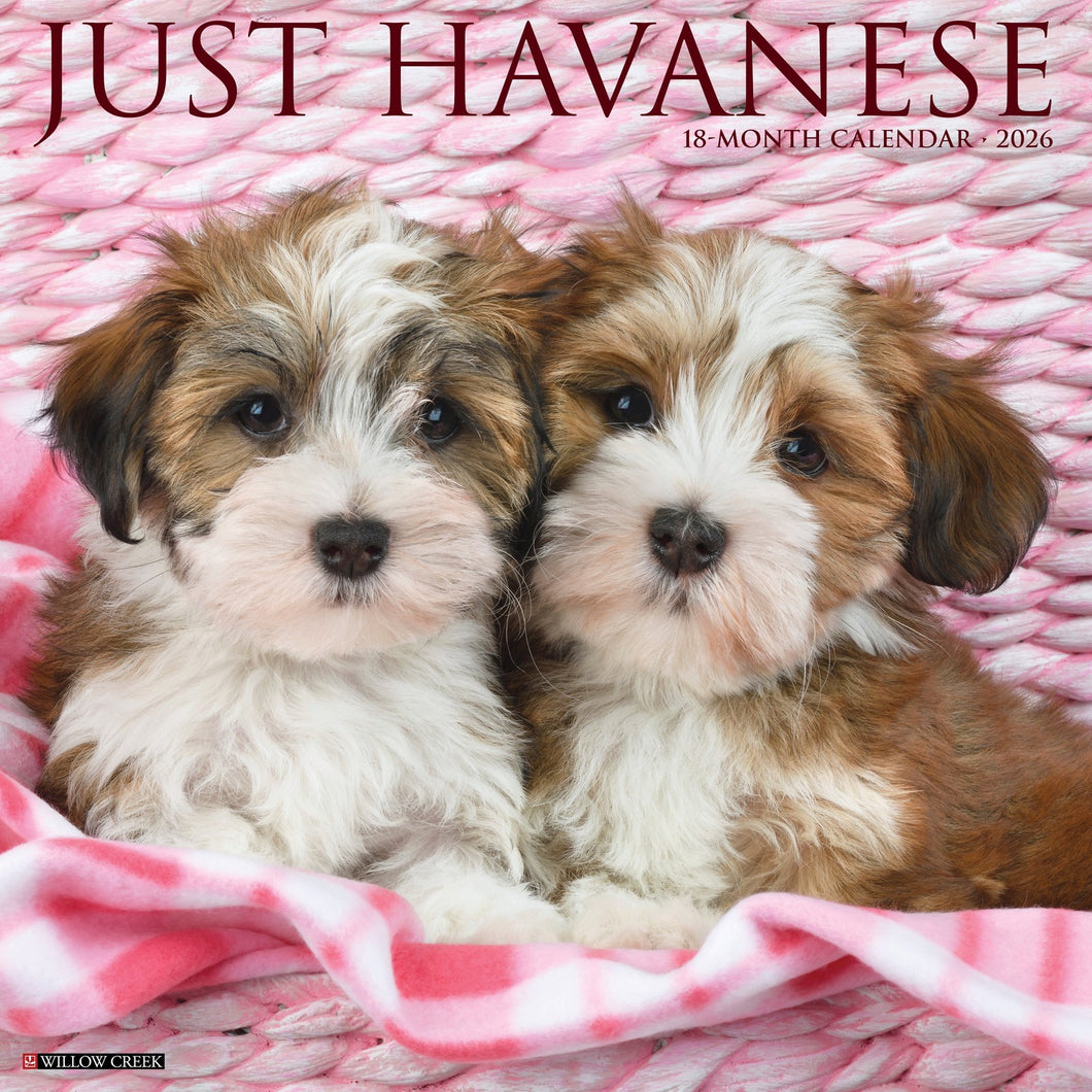Willow Creek Havanese 2026 12