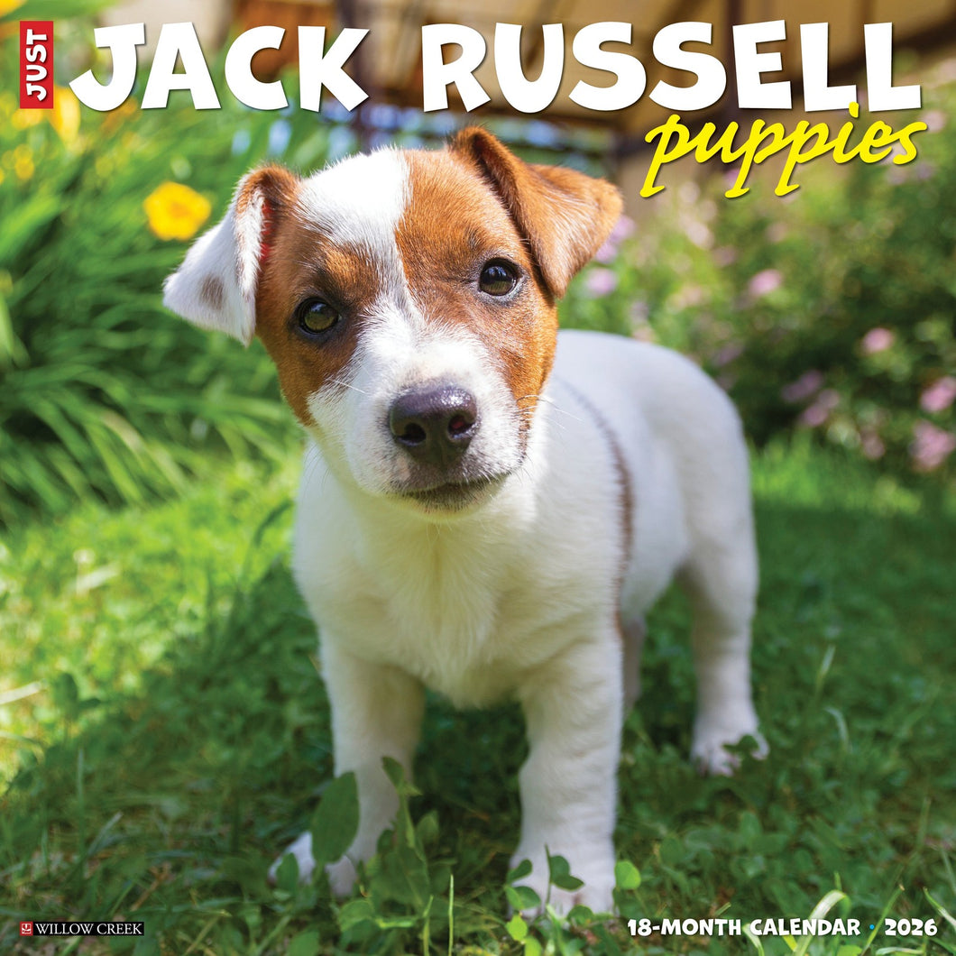 Willow Creek Jack Russell Puppies 2026 12