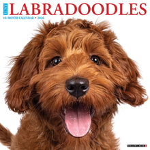 Load image into Gallery viewer, Willow Creek Labradoodles 2026 12&quot; x 12&quot; Wall Calendar
