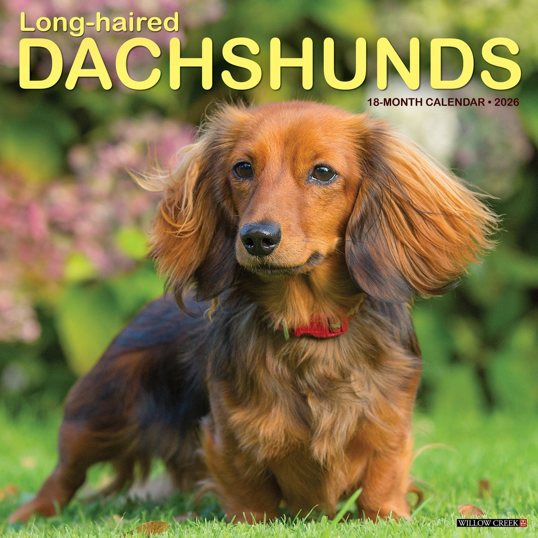 Willow Creek Longhaired Dachshunds 2026 12