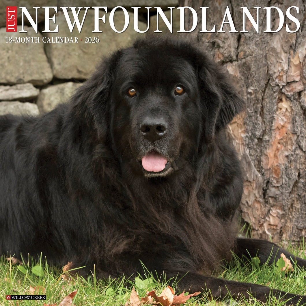 Willow Creek Newfoundlands 2026 12