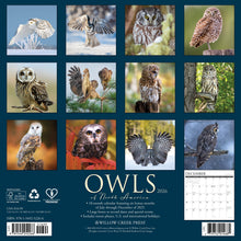 Load image into Gallery viewer, Willow Creek Owls 2026 12&quot; x 12&quot; Wall Calendar
