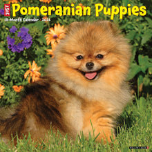 Load image into Gallery viewer, Willow Creek Pomeranian Puppies 2026 12&quot; x 12&quot; Wall Calendar
