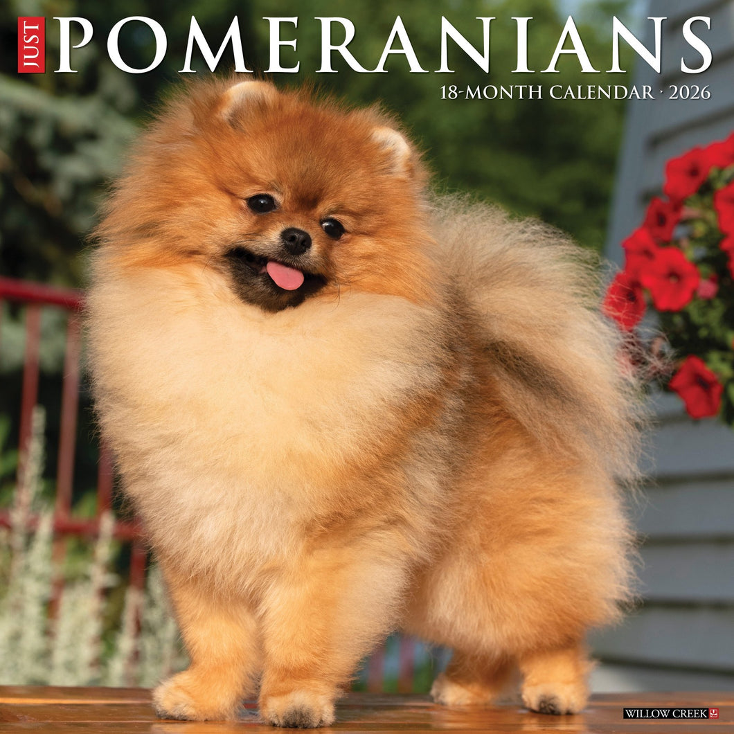 Willow Creek Pomeranians 2026 12