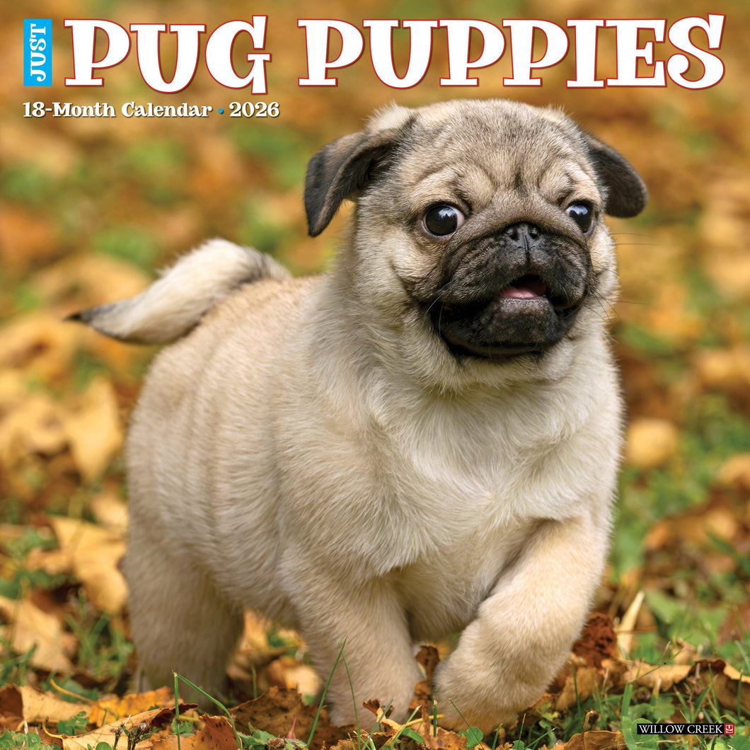 Willow Creek Pug Puppies 2026 12