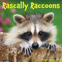 Load image into Gallery viewer, Willow Creek Rascally Raccoons 2026 12&quot; x 12&quot; Wall Calendar
