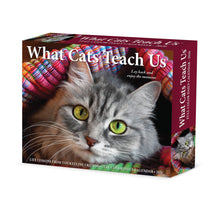 Load image into Gallery viewer, Willow Creek What Cats Teach Us 2026 6.2&quot; x 5.4&quot; Box Calendar
