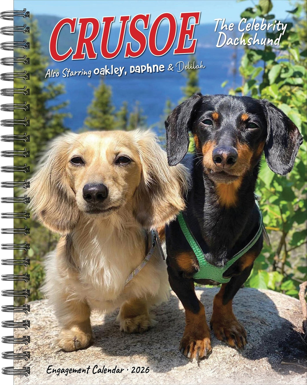 Willow Creek Crusoe the Celebrity Dachshu 2026 6.5