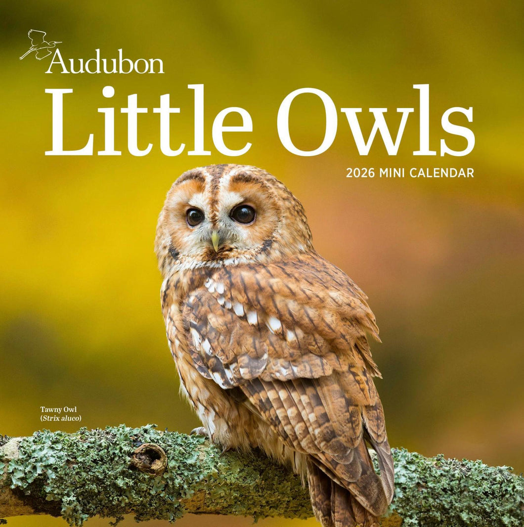 Workman Audubon Little Owls 2026 Mini Calendar