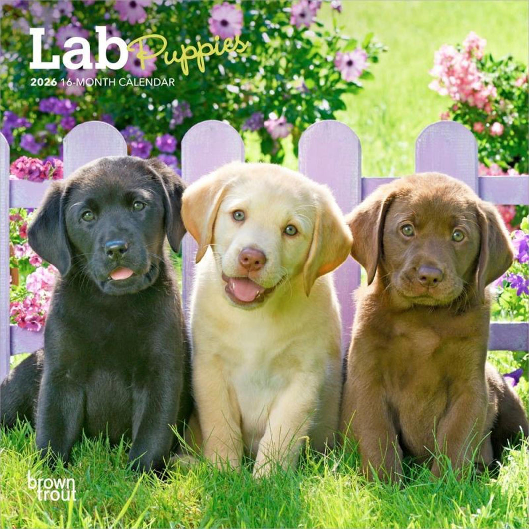 Browntrout Lab Puppies 2026 7 x 7 Mini Calendar
