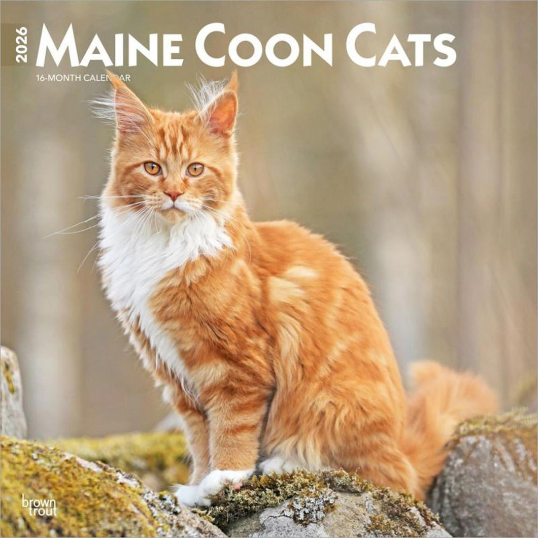Browntrout Maine Coon Cats 2026 12 x 12 Wall Calendar