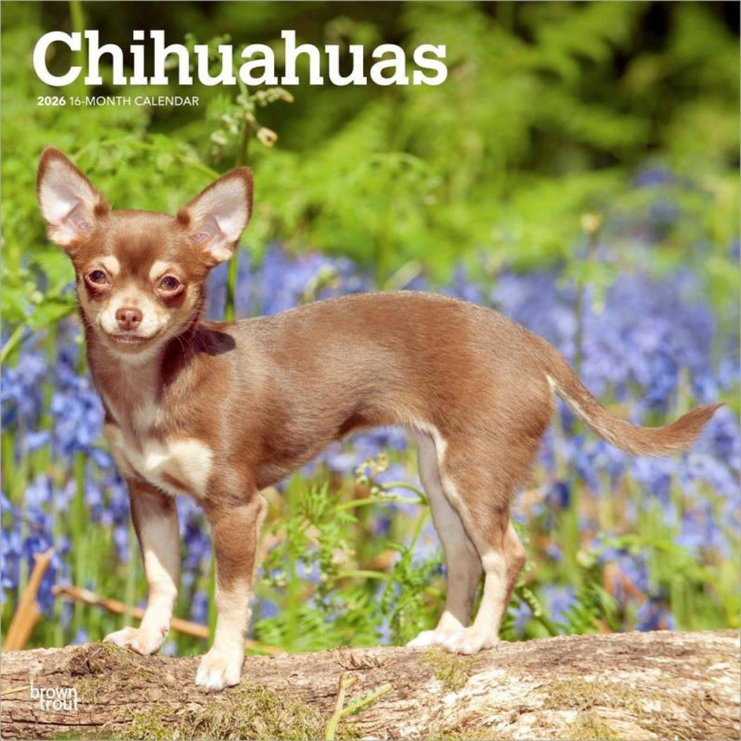 Browntrout Chihuahuas 2026 12 x 12 Wall Calendar