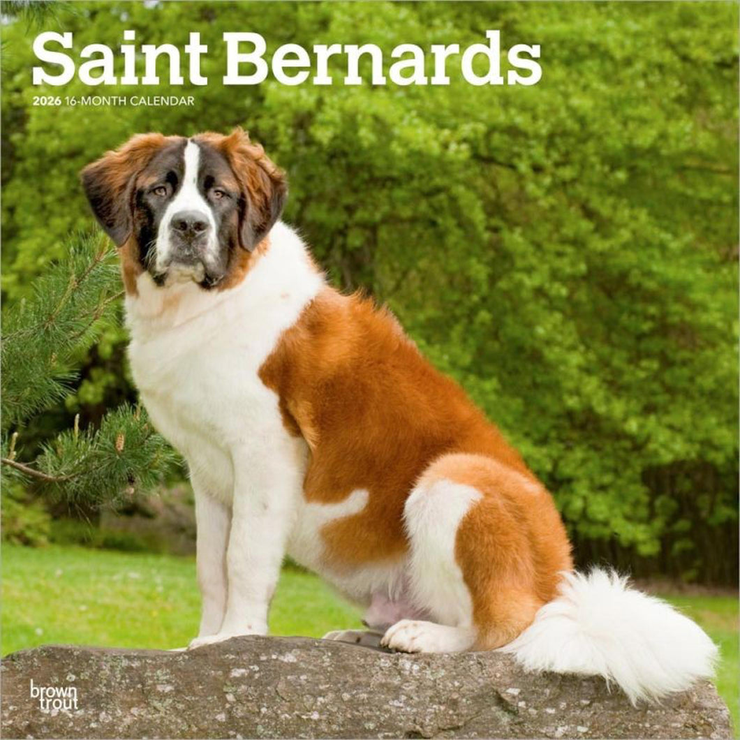 Browntrout Saint Bernards 2026 12 x 12 Wall Calendar