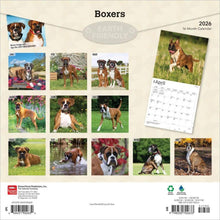 Load image into Gallery viewer, Browntrout Boxers International Edition 2026 12 x 12 Wall Calendar
